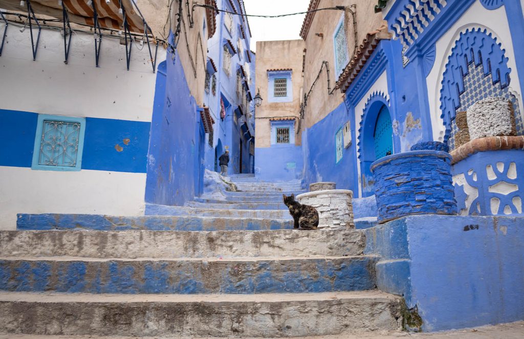 Cat in Chefchaouen, Morocco