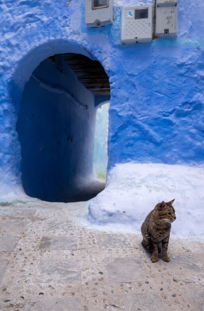 Cat in Chefchaouen, Morocco