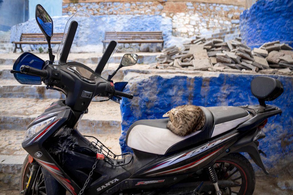 Cat sleeping on a scooter's seat