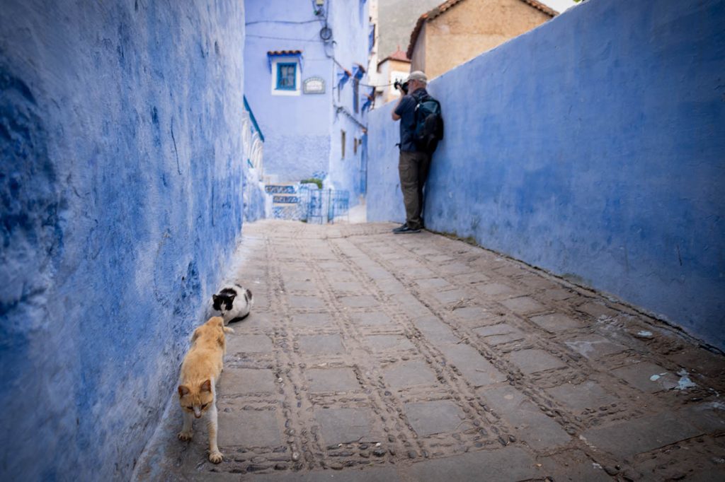 Cat in Chefchaouen, Morocco