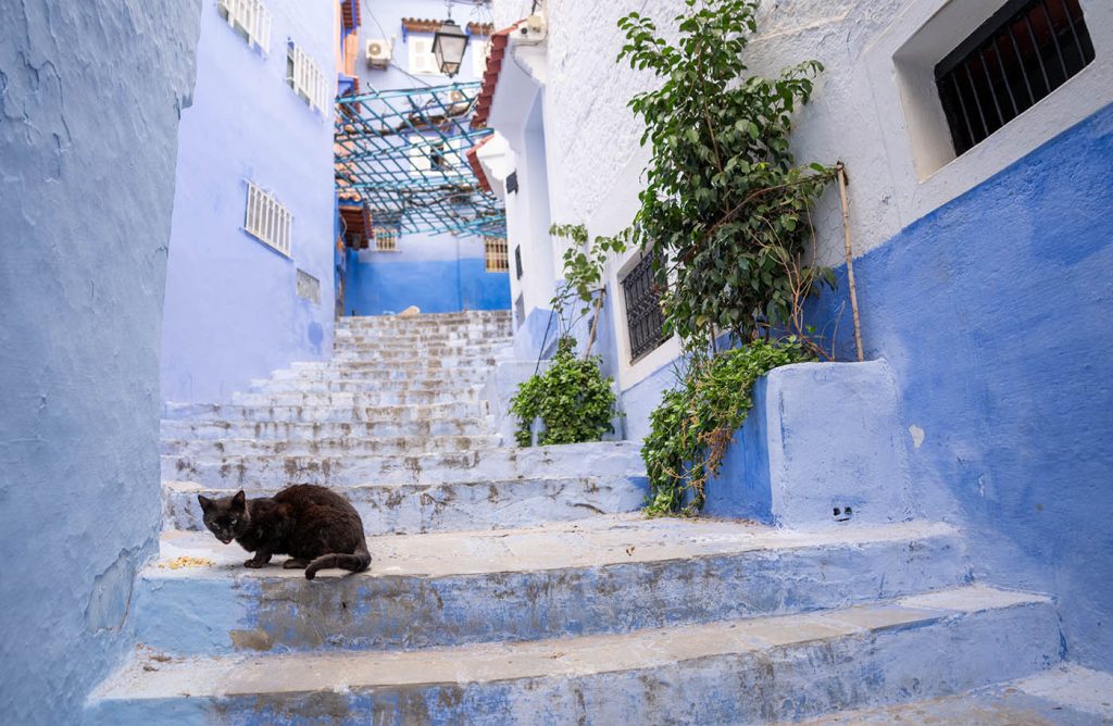 Cat in Chefchaouen, Morocco