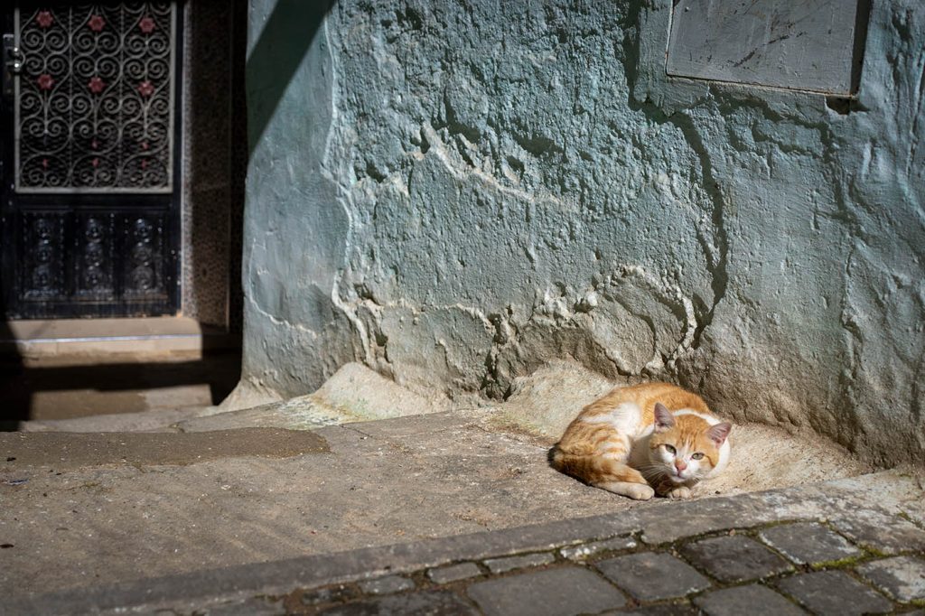 Cat in Morocco