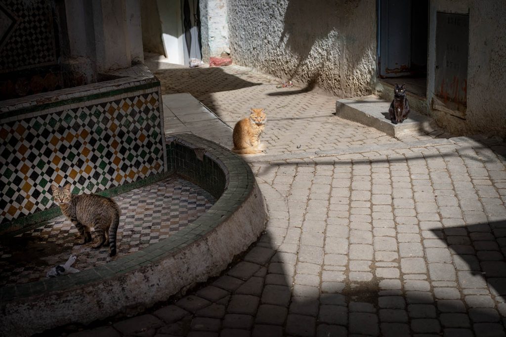 cats in the Medina of Marrakech