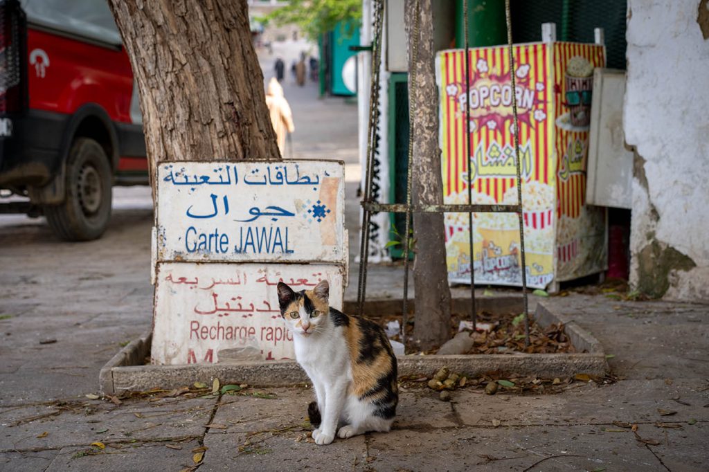 cat in Moulay Idriss