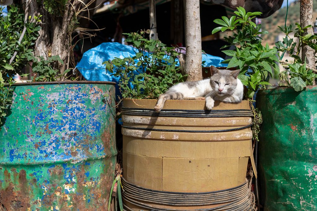 Cat in Morocco