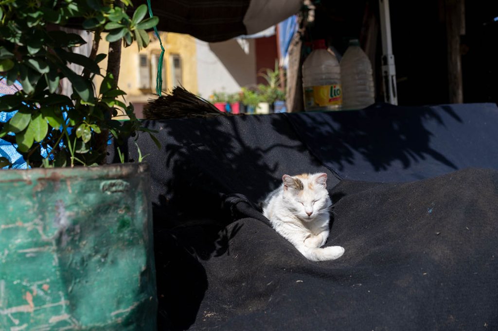 Cat in Morocco