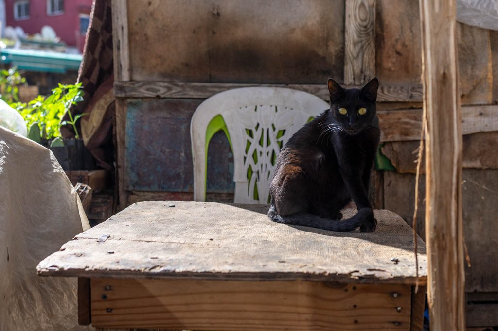 Cat in Marrakech in Medina