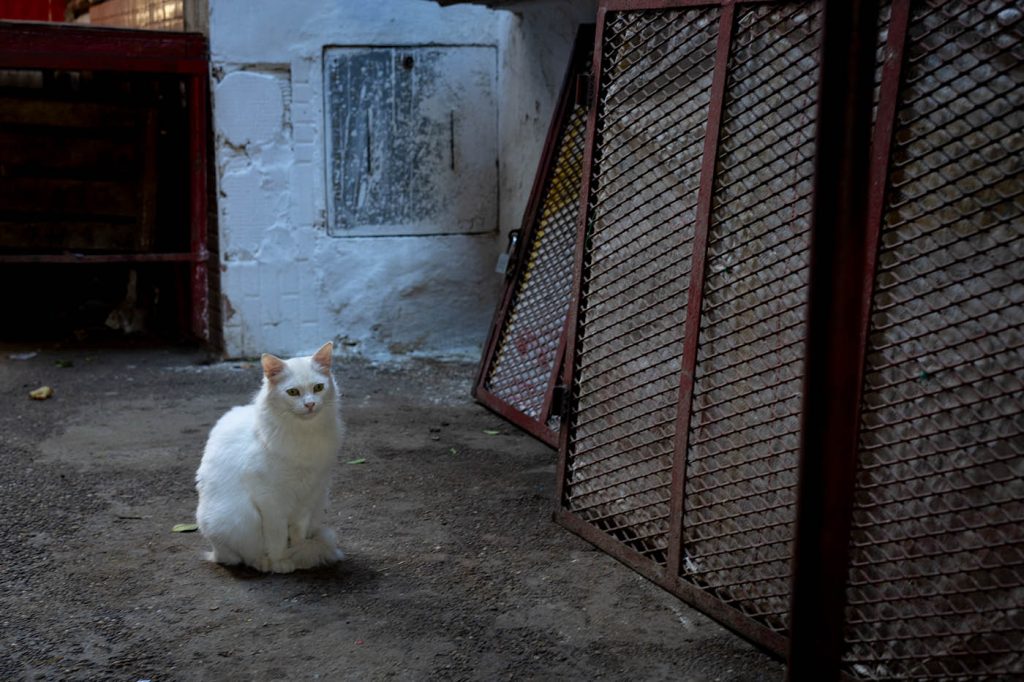 Cat in Marrakech at Jemaa el fna square