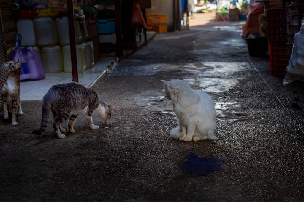 cats in marrakech