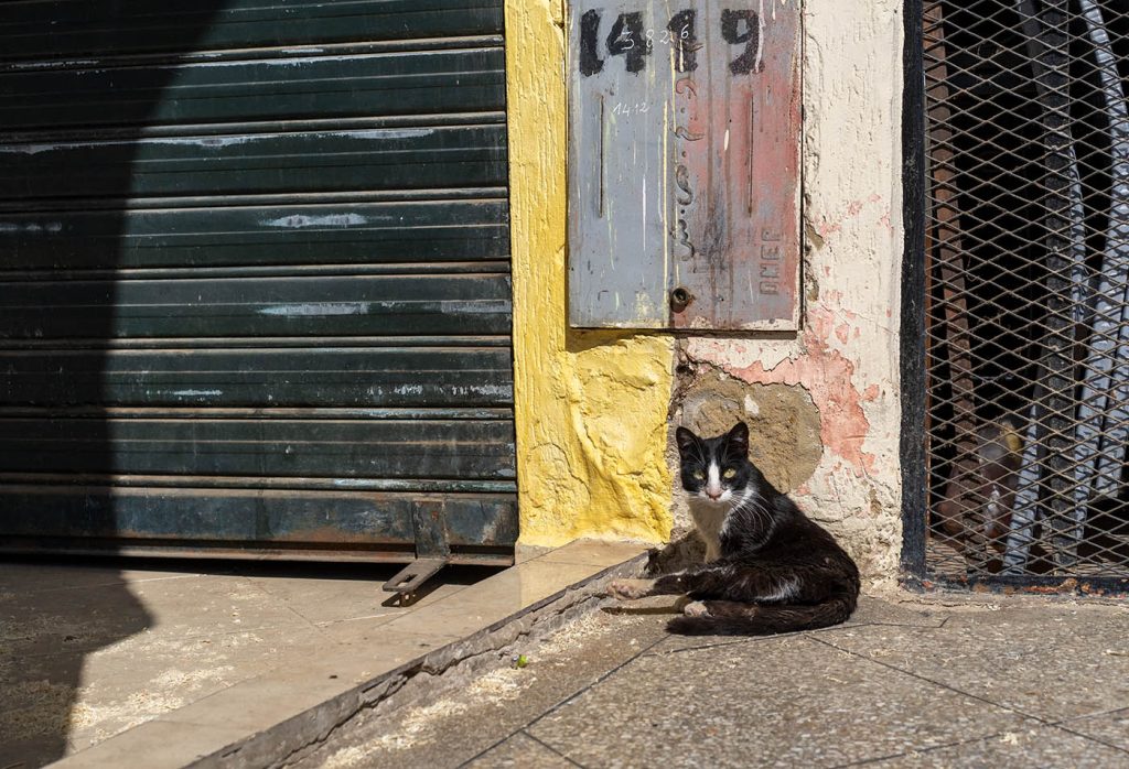 Sunbathing cat in a medina