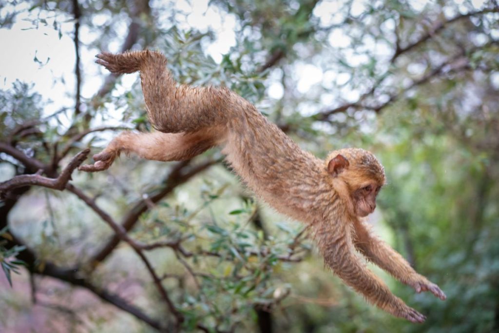 monkey of Cascade Ouzoud