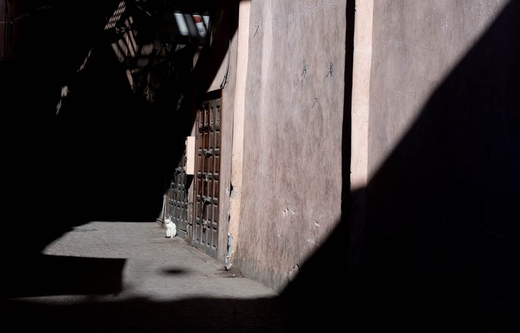 cat in the Medina of Marrakech