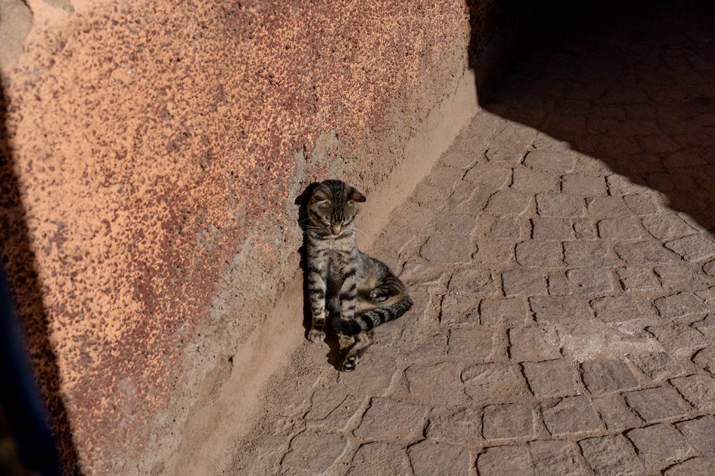 Cat in Marrakech in Medina