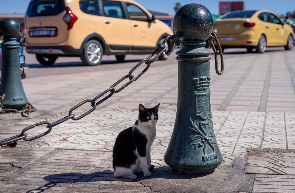 Cat in Marrakech at Jemaa el fnaa square