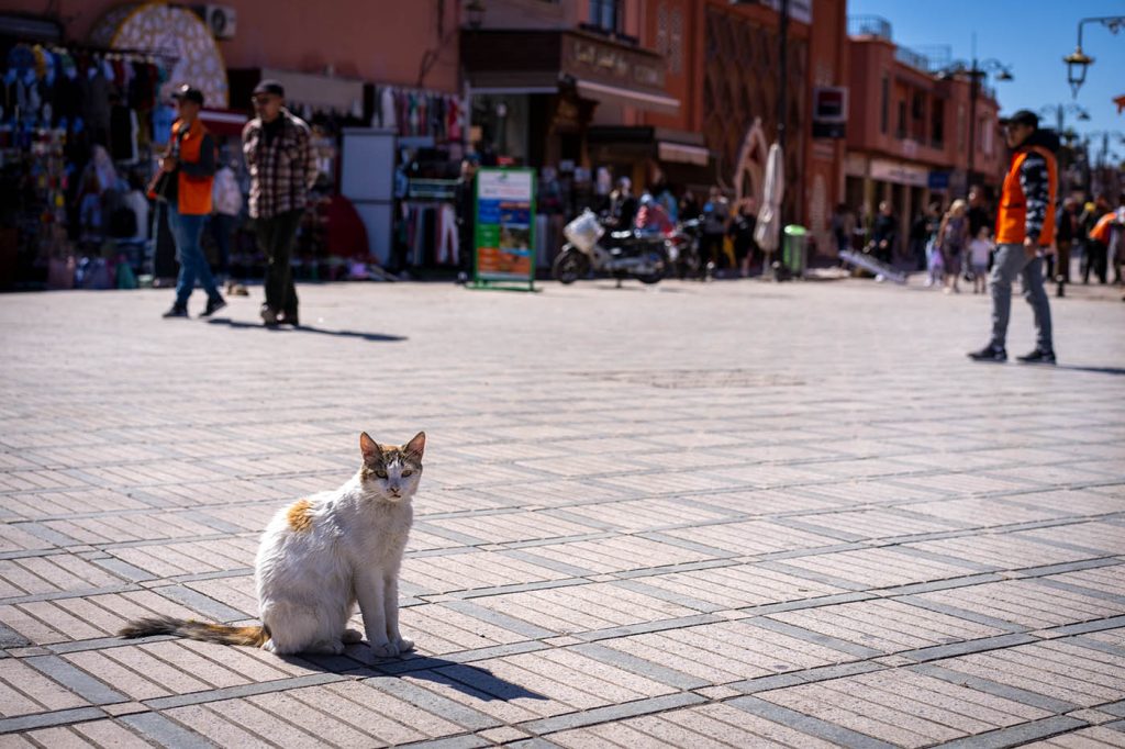 Cat in Marrakech at Jemaa el fnaa square