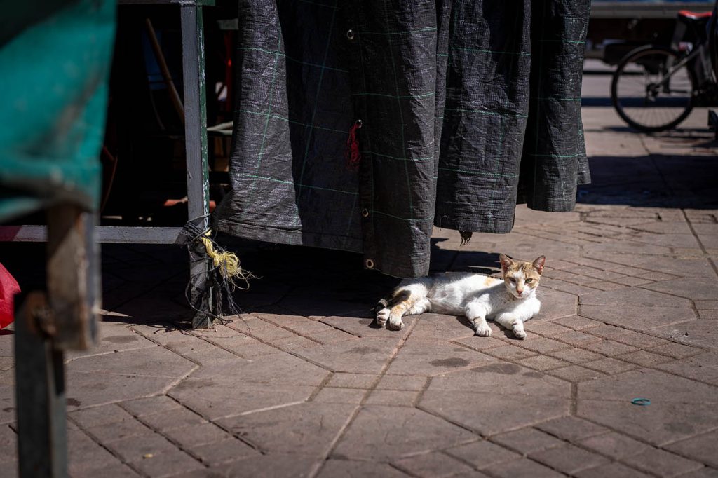 Cat in Marrakech