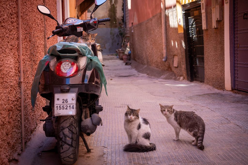 cats in the narrow streets of the Medina of Marrakech