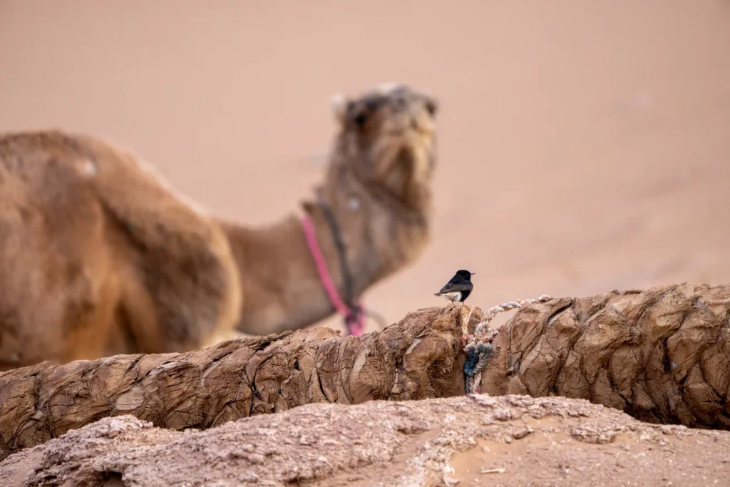 camel and bird in the Sahara, birding morocco