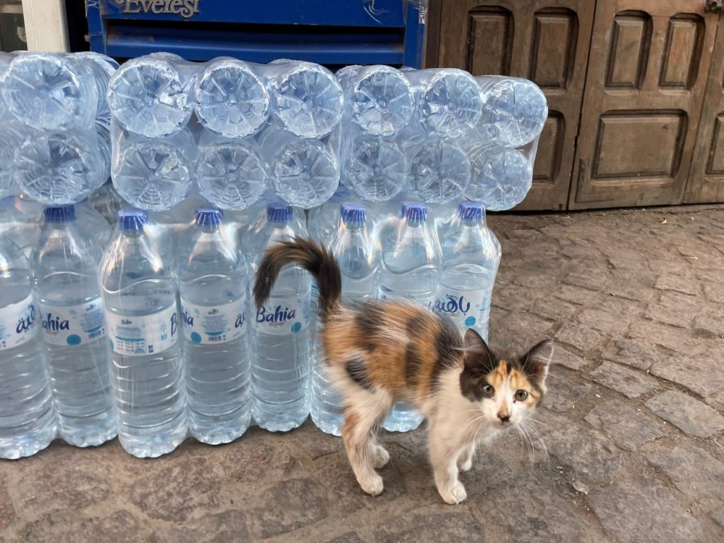 cat of morocco, Marrakech, hello kitty