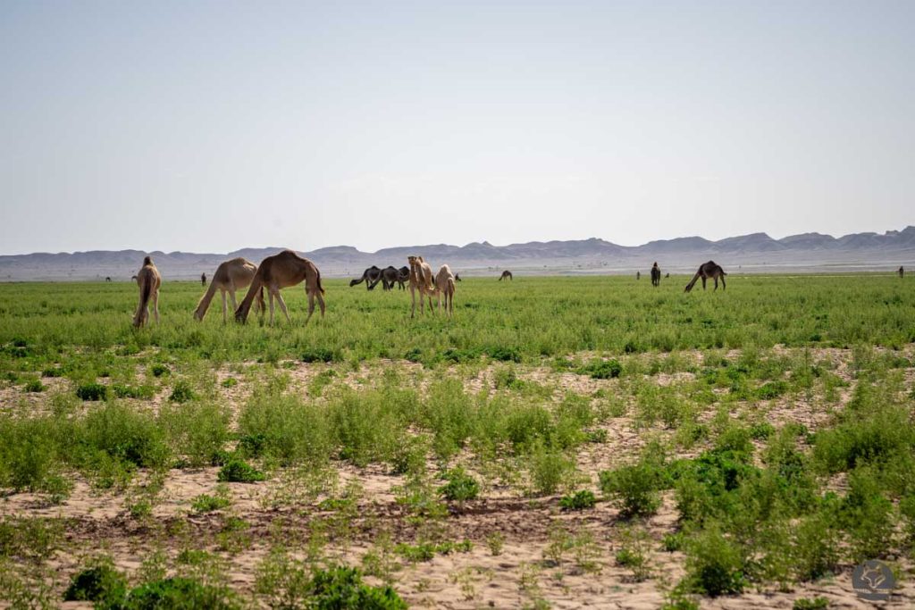 Sahara turned into gree, morocco photography