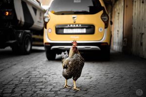 rooster in the Medina